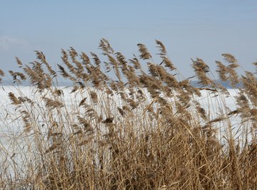 Pollution can reduce a plant's ability to undergo photosynthesis.