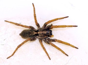 Spiders often feed on damaging pests.