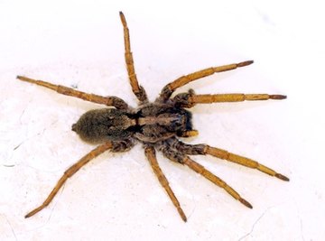 Scientist uses tiny trackers to keep tabs on funnel-web spiders