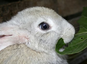 How Do Cottontail Rabbits Build a Nest for Giving Birth?