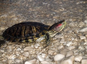 How Turtles Grow & Live