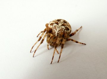 Common House Spiders in Connecticut