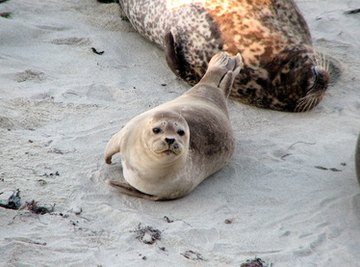 Physical Characteristics of Seals