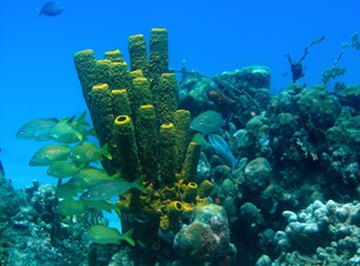 Plants in a Coral Reef