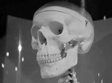 Human Skull Growth