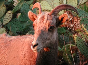 What Are Some Animals in the Semi-Arid Desert Biome?