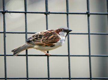 Homemade Live Bird Trap Instructions