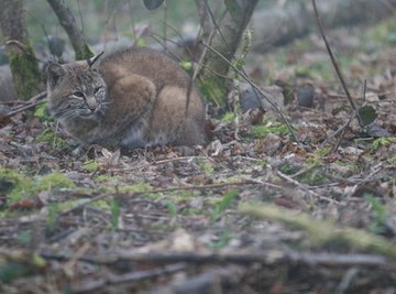 How to Scare a Bobcat Away