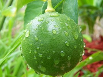 Most lime trees are cloned, but key limes can be grown from seed.