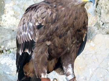 Life Cycle of the Golden Eagle
