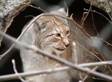 How to Repel a Bobcat