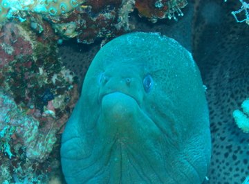 What Type of Ocean Zone Do Eels Live In?