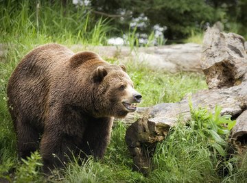 The Life Cycle of Grizzly Bears