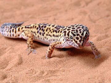 Types of Geckos in Arizona