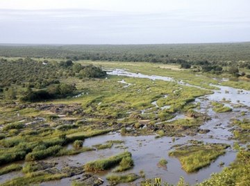 How Does Sediment Affect Ecosystems?