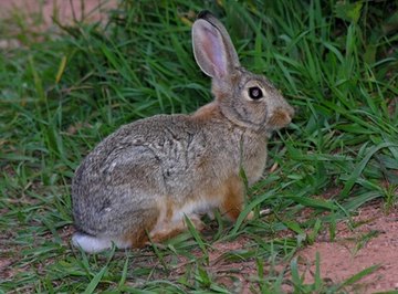 Cottontail Life Cycle