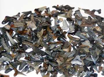 How Do I Find Shark Teeth at Caspersen Beach, Florida?