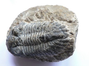 Trilobites are a common fossil found in Oklahoma.