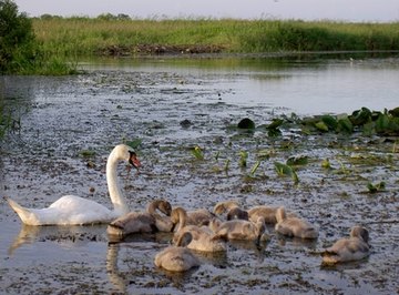 How Do Wetlands Filter Water?