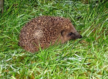 What Is the Natural Habitat of a Hedgehog?