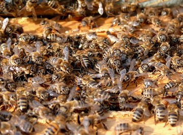 Making Bee Pollen Patties for Bees