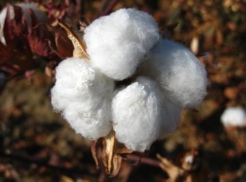 How Has the Cotton Plant Adapted to Survive?