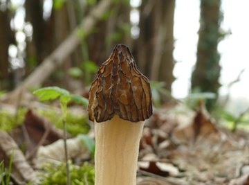 How to Hunt for Morel Mushrooms in Illinois
