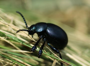 How to Identify Black Beetles in Northeastern USA