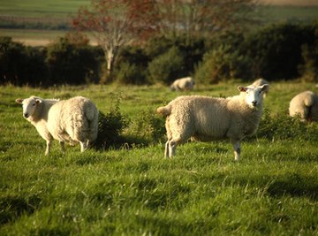 What Is Mutton Tallow?