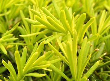 Yellowing needles on a plant