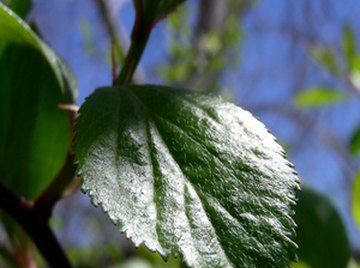 Sequence Stages in Photosynthesis