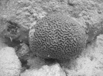 Large white branch coral -ACROPORA FLORIDA