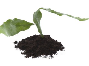 Plant with soil