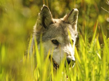 Interesting Facts About Baby Wolves