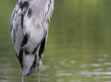 Lifespan of the Great Blue Heron