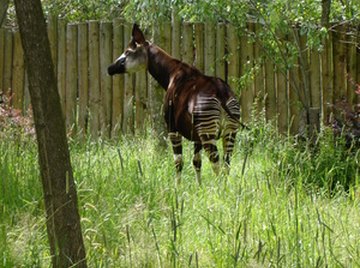 Life Cycle of the Okapi | Sciencing
