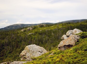 Role of Ecological Succession in Ecosystems