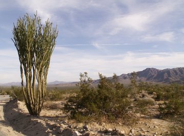 Plants in the desert have long roots to gather water from deep under the soil.