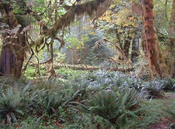 What Kinds of Plants Are in the Central American Tropical Rain Forest?