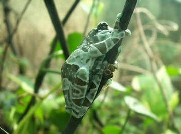 A tree frog blends into the rain forest environment.