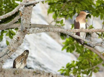 Taiheiyo Evergreen Forest Animals