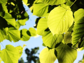 Leaves are like solar collectors.