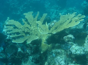 Human Interaction With Coral Reefs