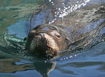 Adaptation of Sea Lions