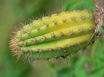 By losing its leaves, the cactus gained many advantages for desert survival.