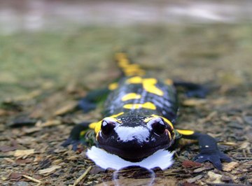 Salamander Characteristics