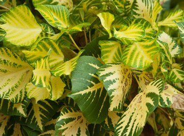 High School Science Experiments With Plants