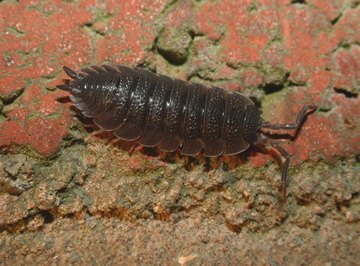 Sowbugs have jointed antennae that extend from their heads.