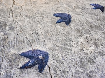Dinosaur footprints are an example of imprint fossils.