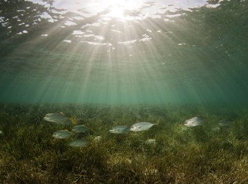 A school of fish swimming over a bed of seagrass on the ocean floor.